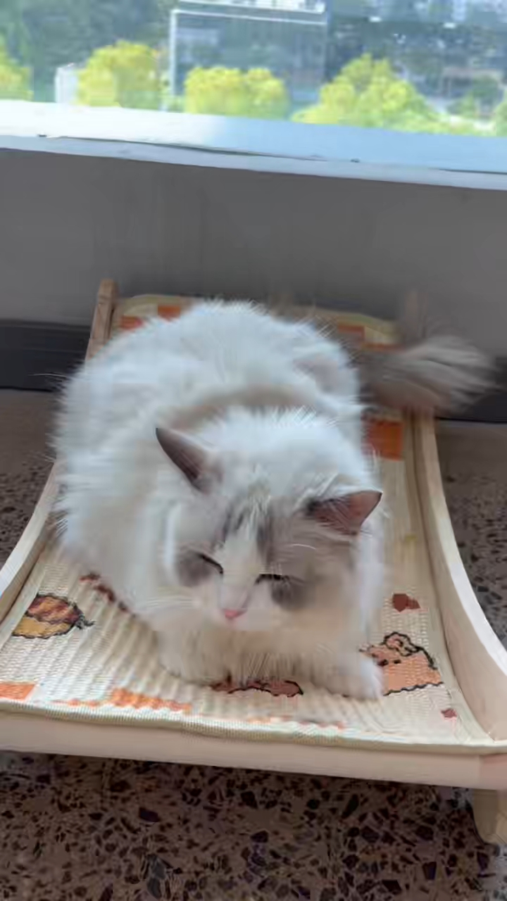 给大家安利一个猫躺椅，胖猫也能用，质量也不错，最主要的是小猫喜欢躺。