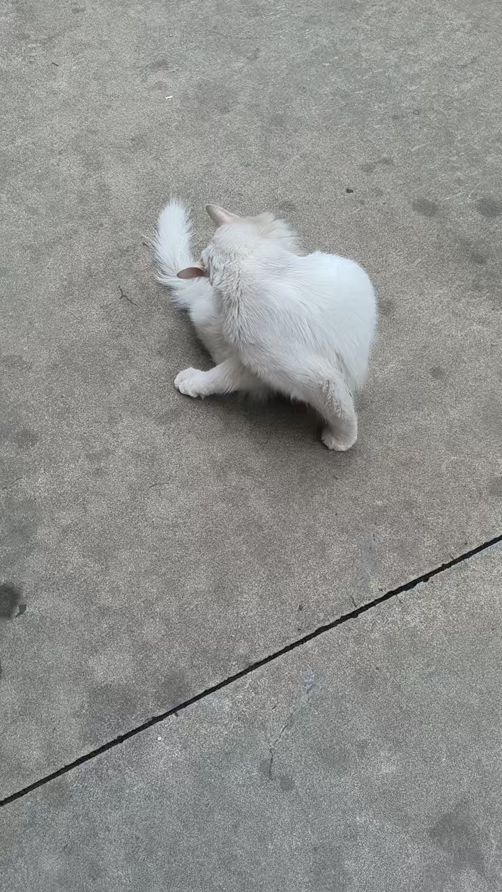 之前投喂的流浪猫孩子，好久没见他了，也不知道孩子最近怎么样了！