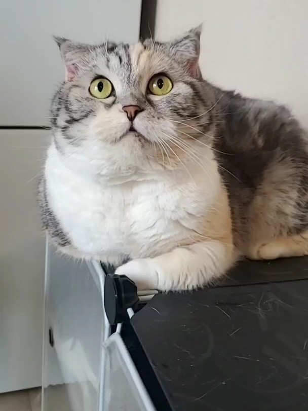周末愉快呀小猫咪