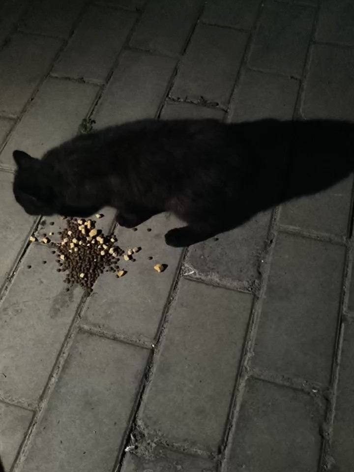 投喂流浪猫