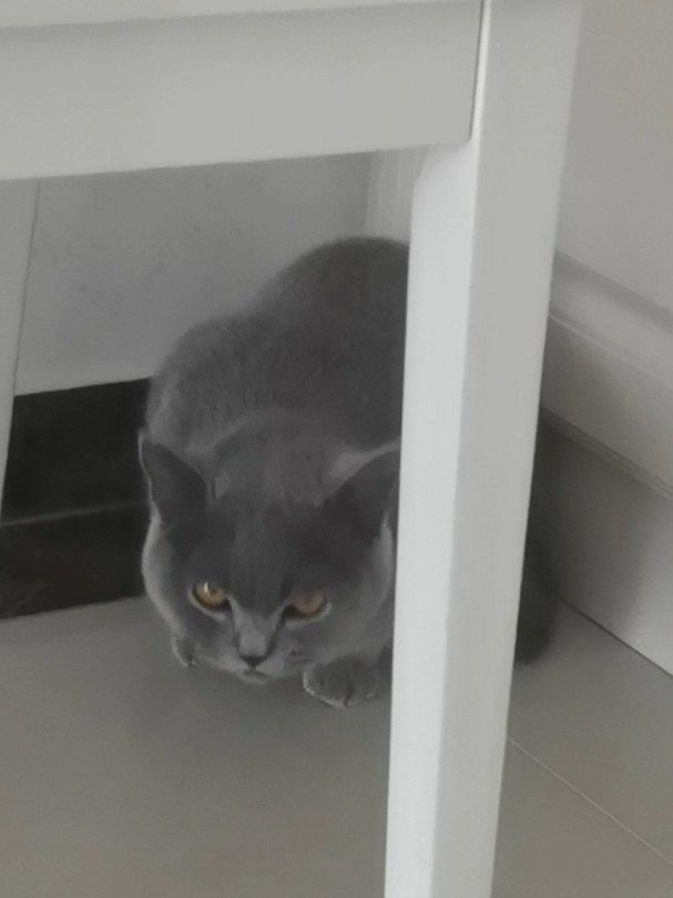 阿——嚏！小猫打喷嚏萌翻全场