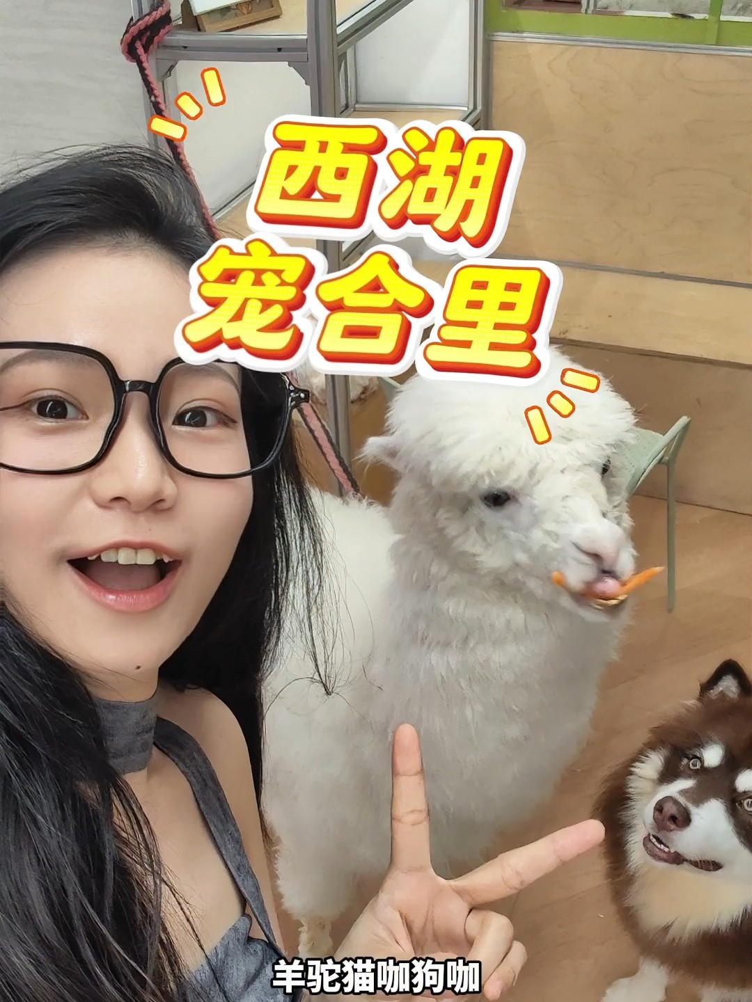 家花哪有野花香~西湖边的宠合里，羊驼，猫咪，狗狗，豚鼠，兔子，小猪猪，个顶个的会魅主哈哈哈，太可爱啦！#宠合里 #西湖 #湖滨银泰 #宠物 #萌宠