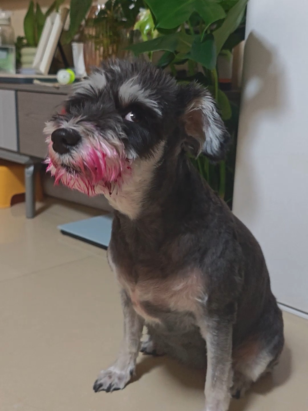 报告！我有个不靠谱的主人
