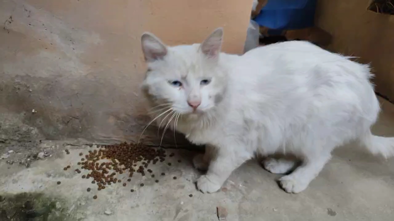投喂流浪猫