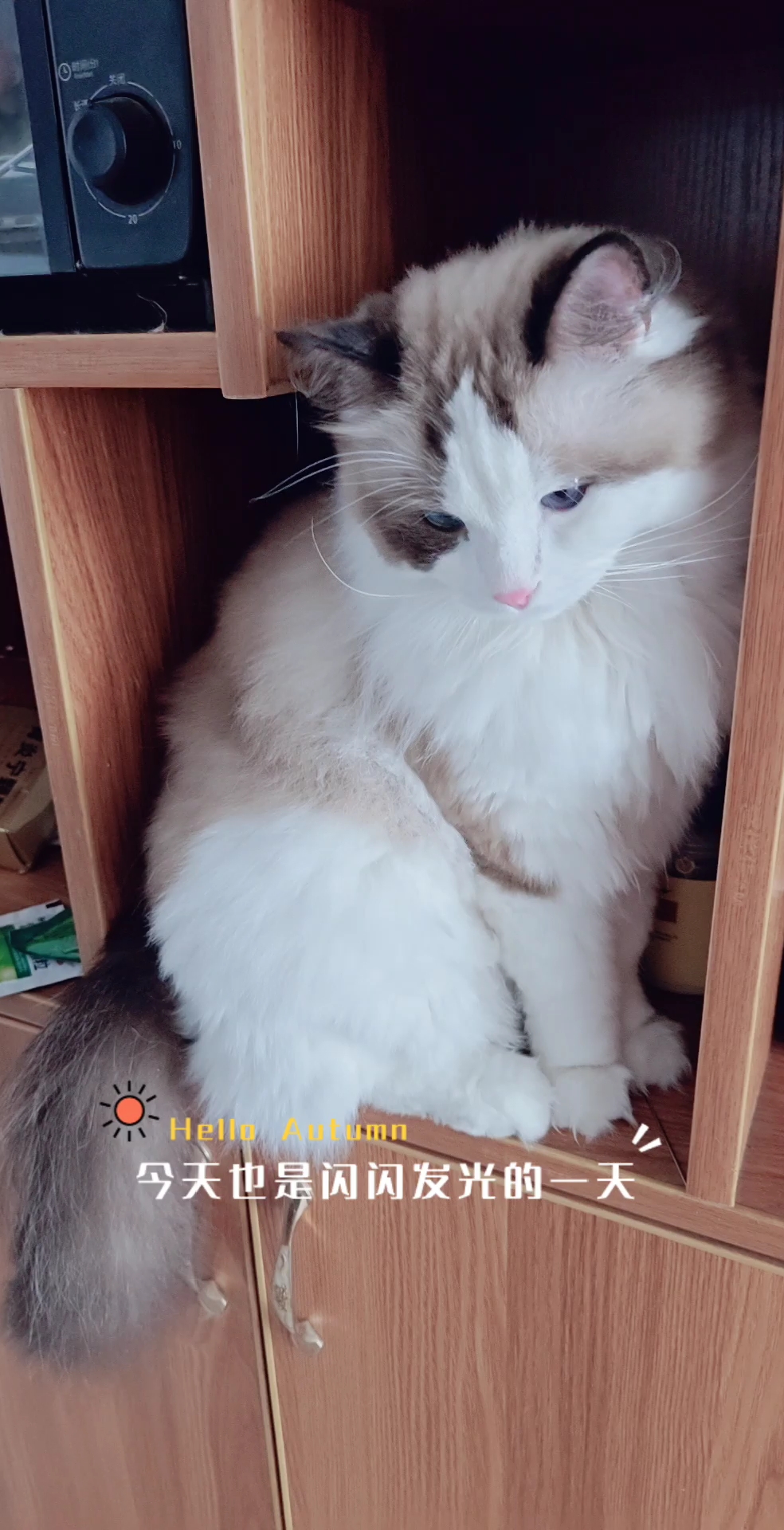 调皮又可爱的胖胖💞