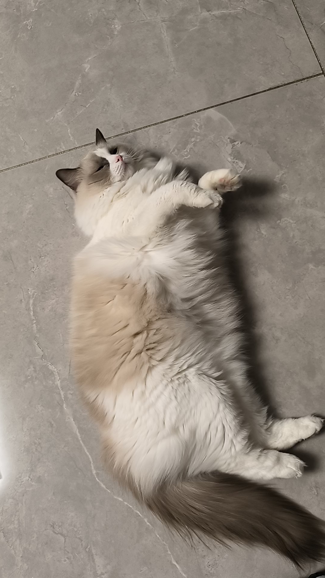 小胖妞灰灰，超级肥美的小猫，揉揉小肚子，太可爱啦嘿嘿嘿嘿嘿嘿嘿嘿嘿嘿嘿嘿！