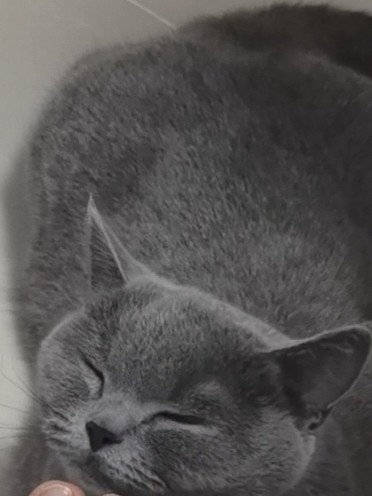 被猫主子翻牌子的幸福时刻
