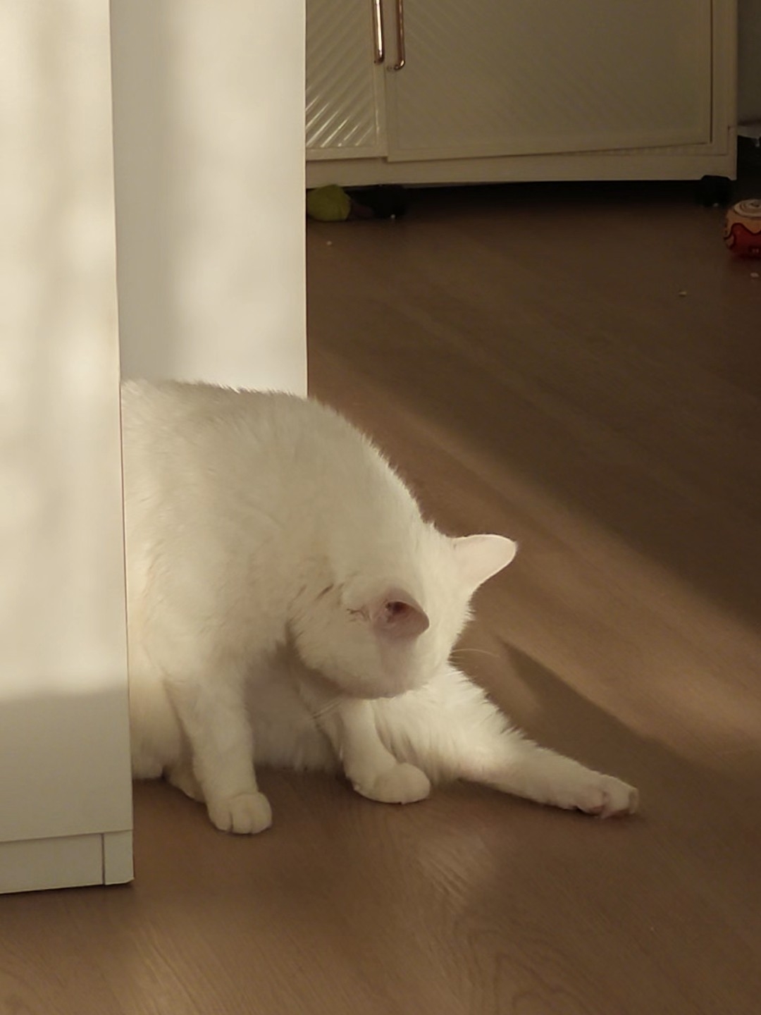 阳光下的小猫