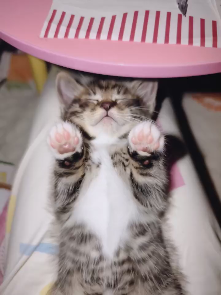 我们小猫都是举手睡觉的✌︎' ֊'