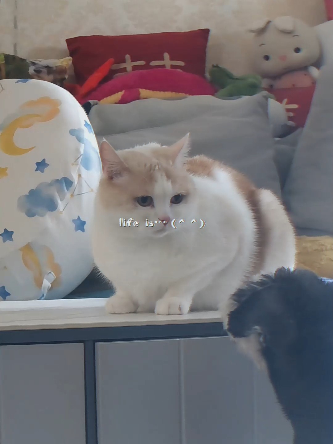 猫咪在家的日常