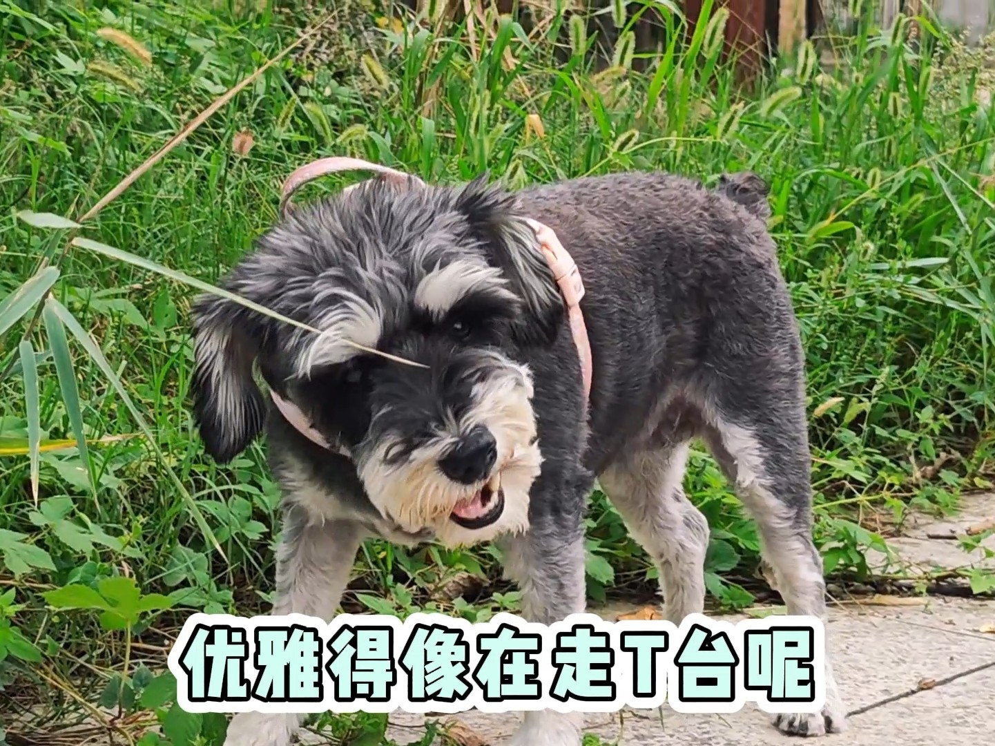 小狗呀小狗