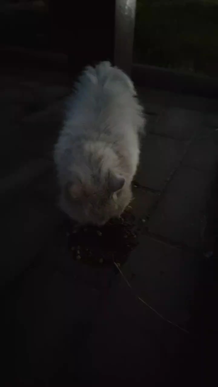 投喂流浪猫