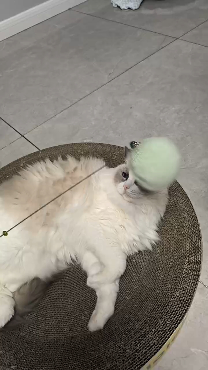 面对逗猫棒无动于衷的灰灰，颓废的小猫啊