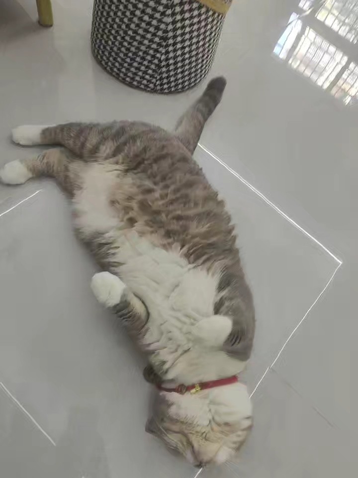 14翻肚皮