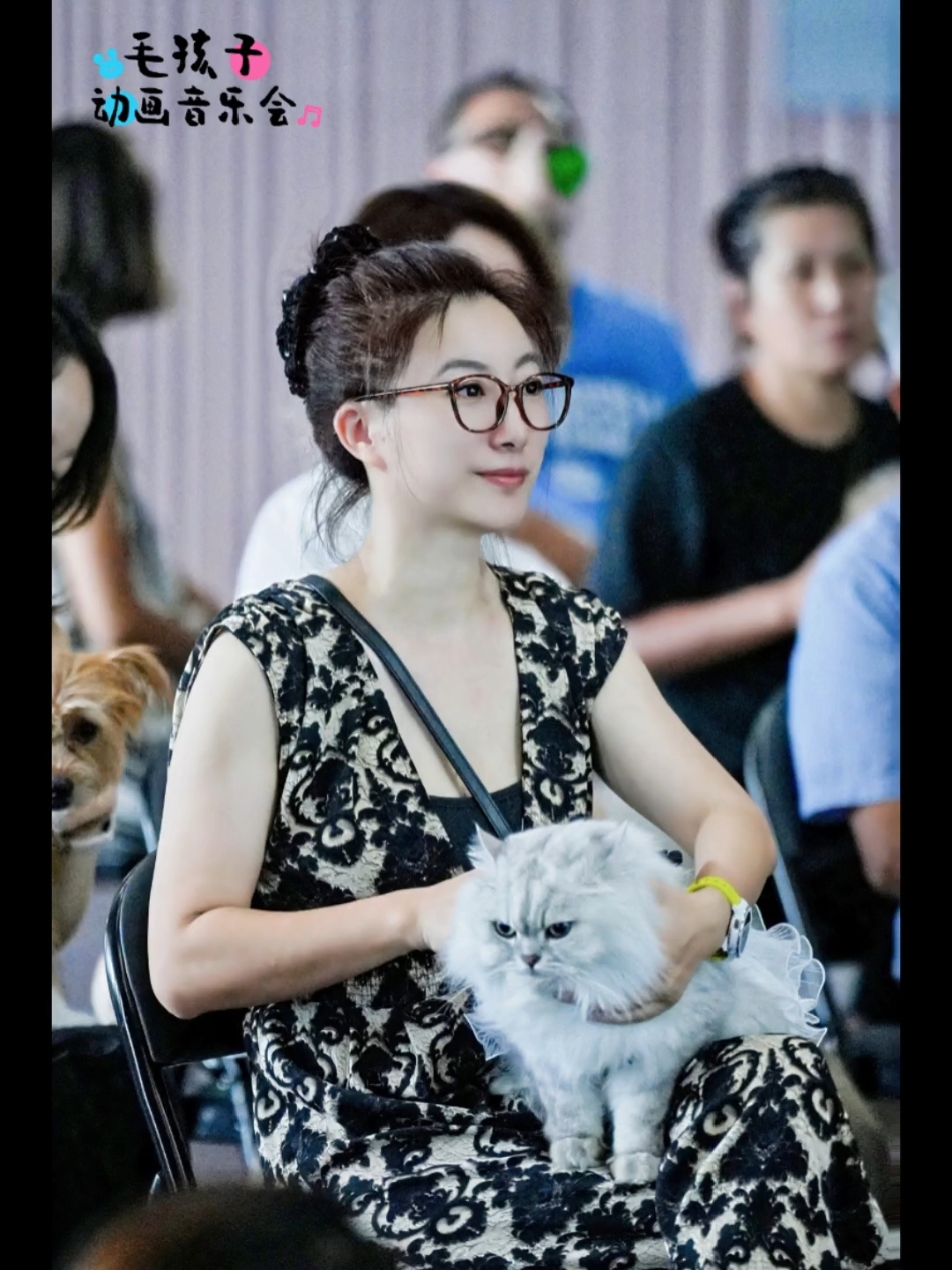 带着猫猫去听音乐会