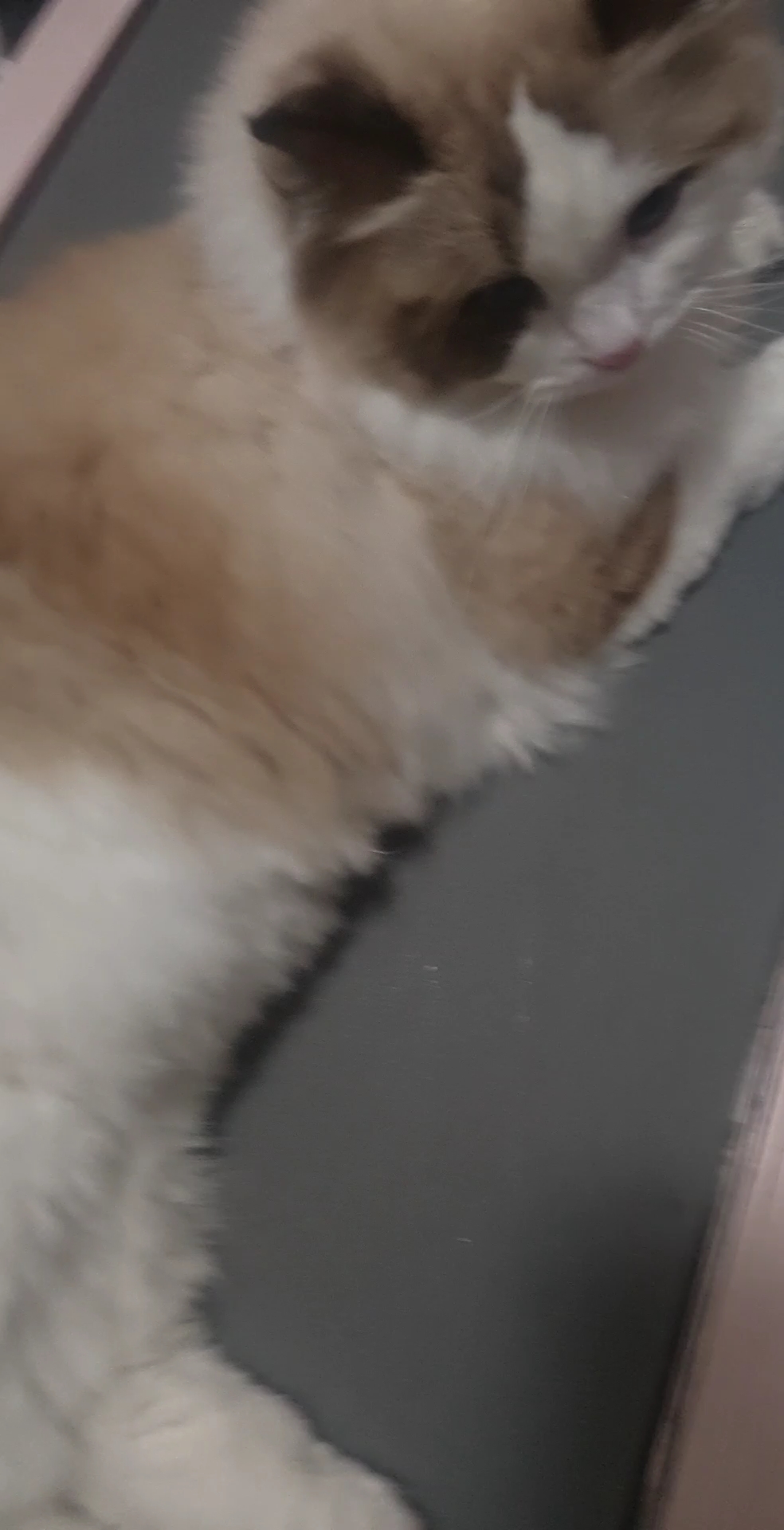 喜欢跑步机的猫咪