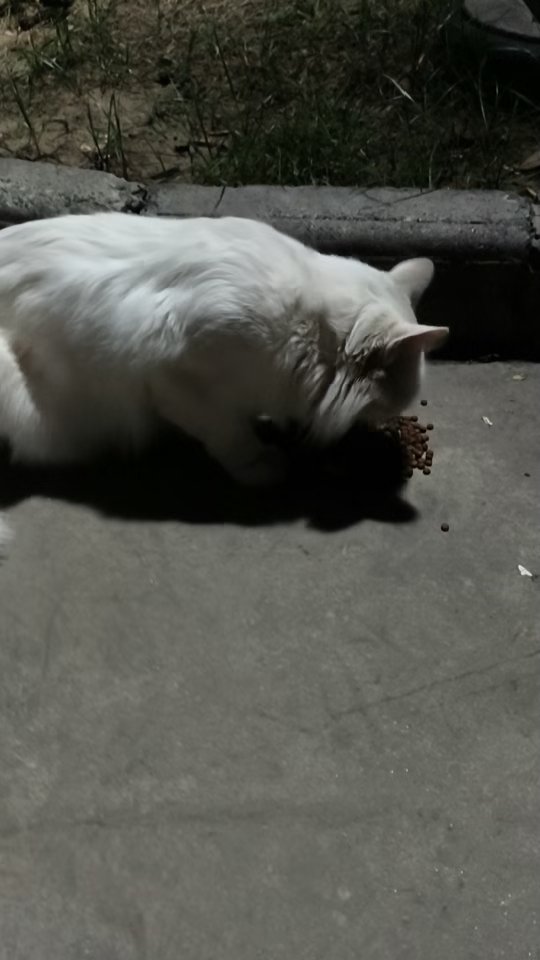 投喂流浪猫