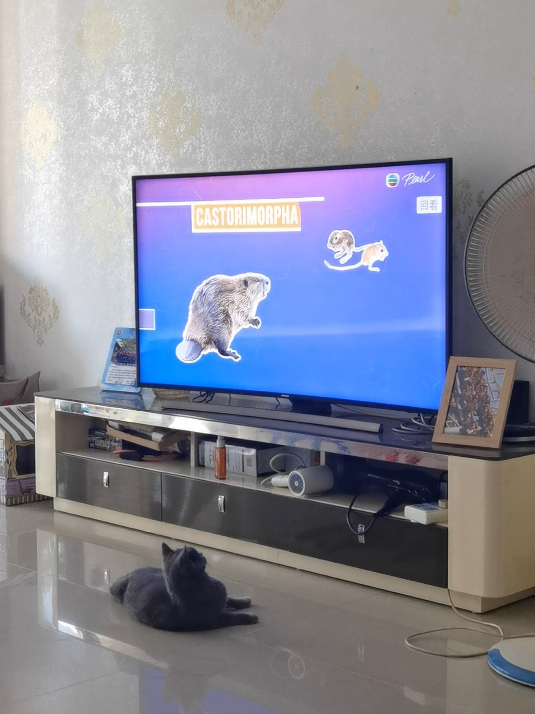 250914妹猪看电视