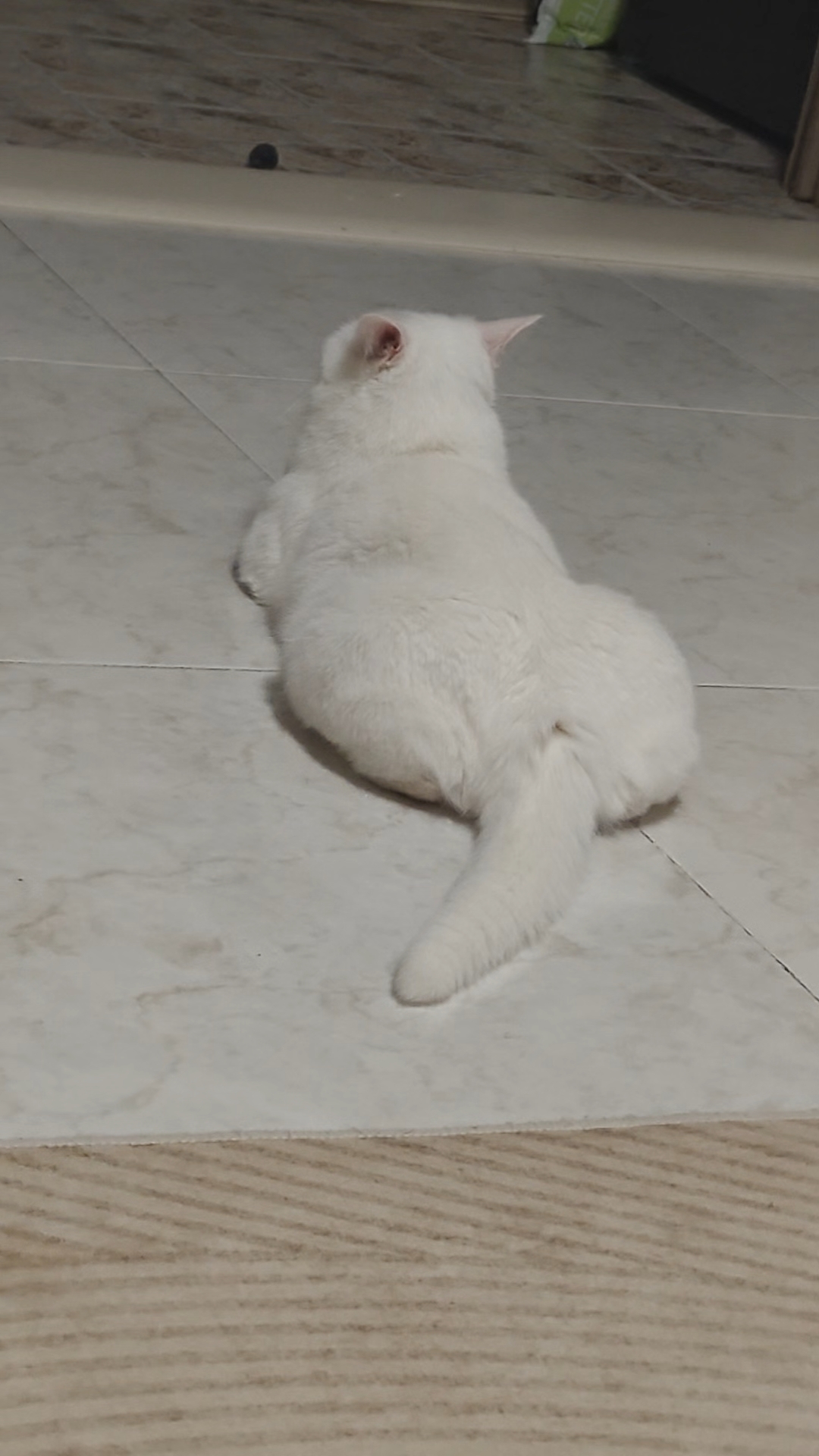 白猫嘎嘎