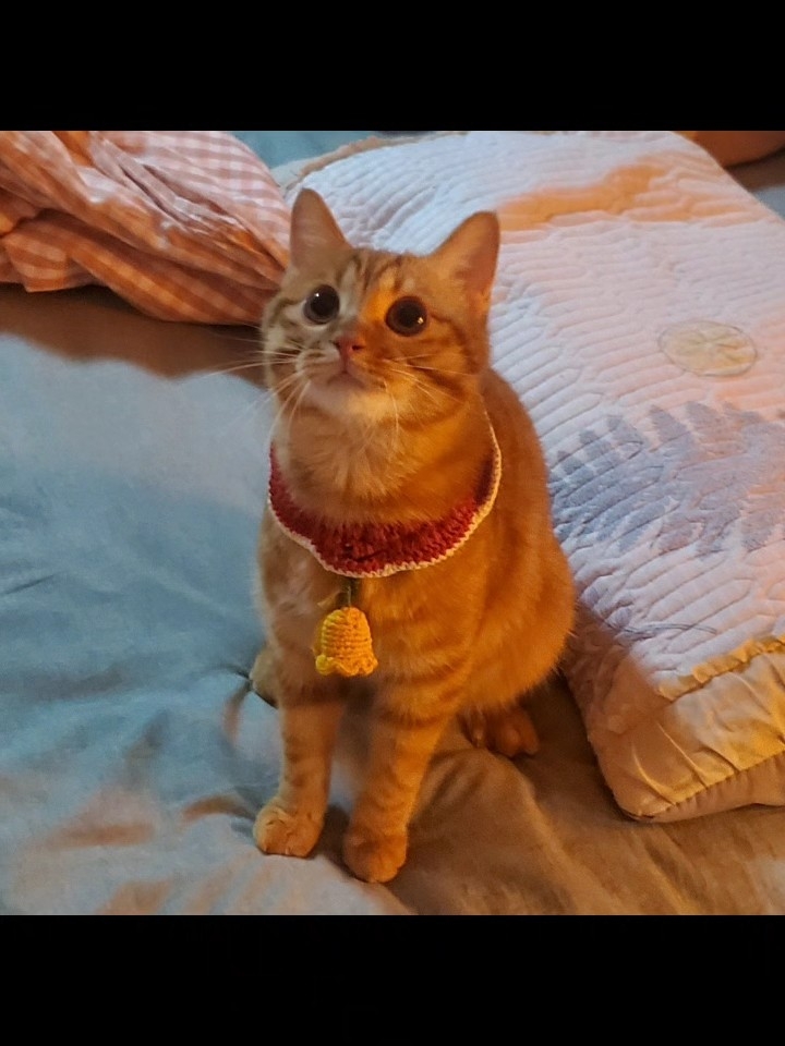 黄色小猫