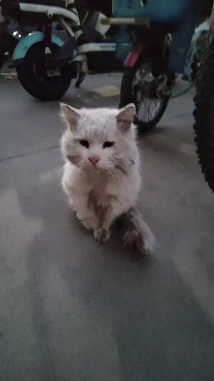 可怜的流浪小猫