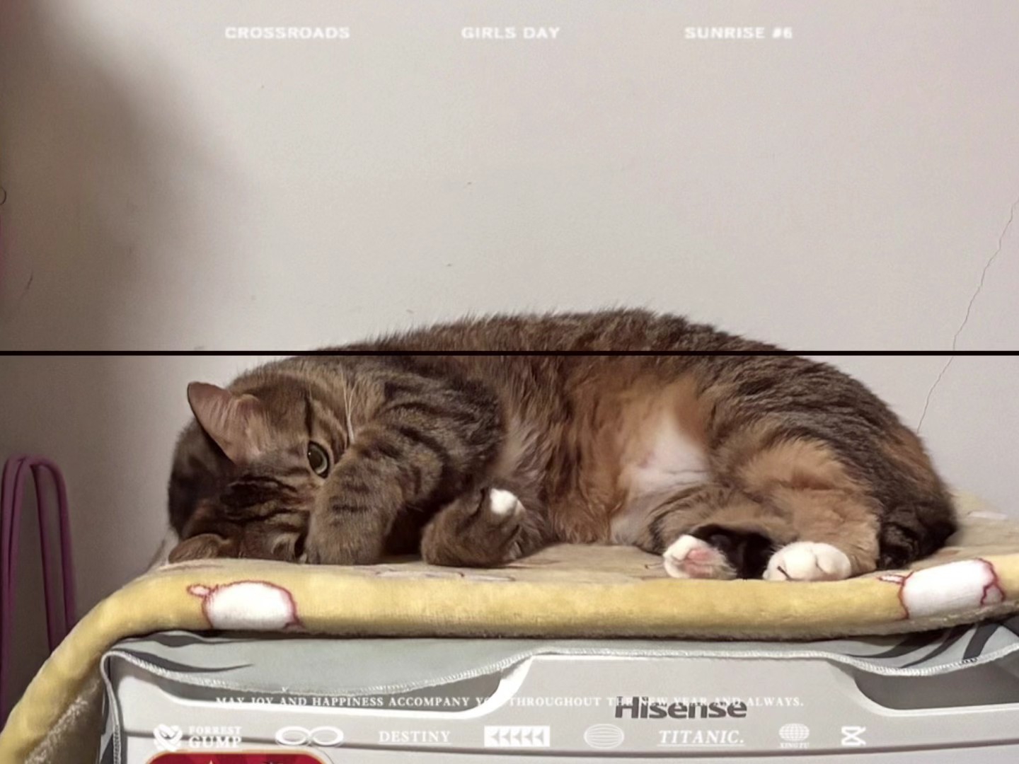 小猫睡姿大赏18