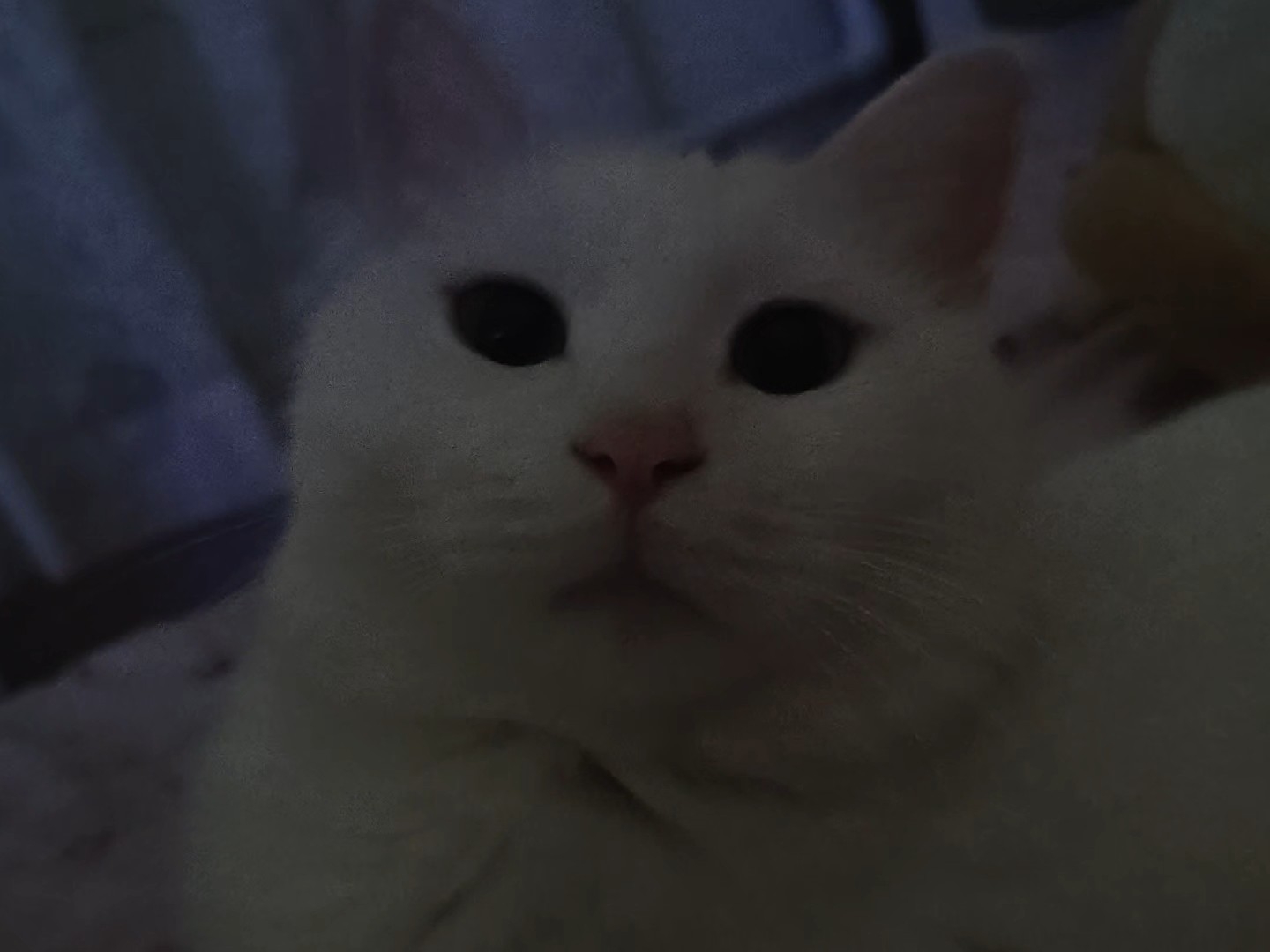 今天糊弄