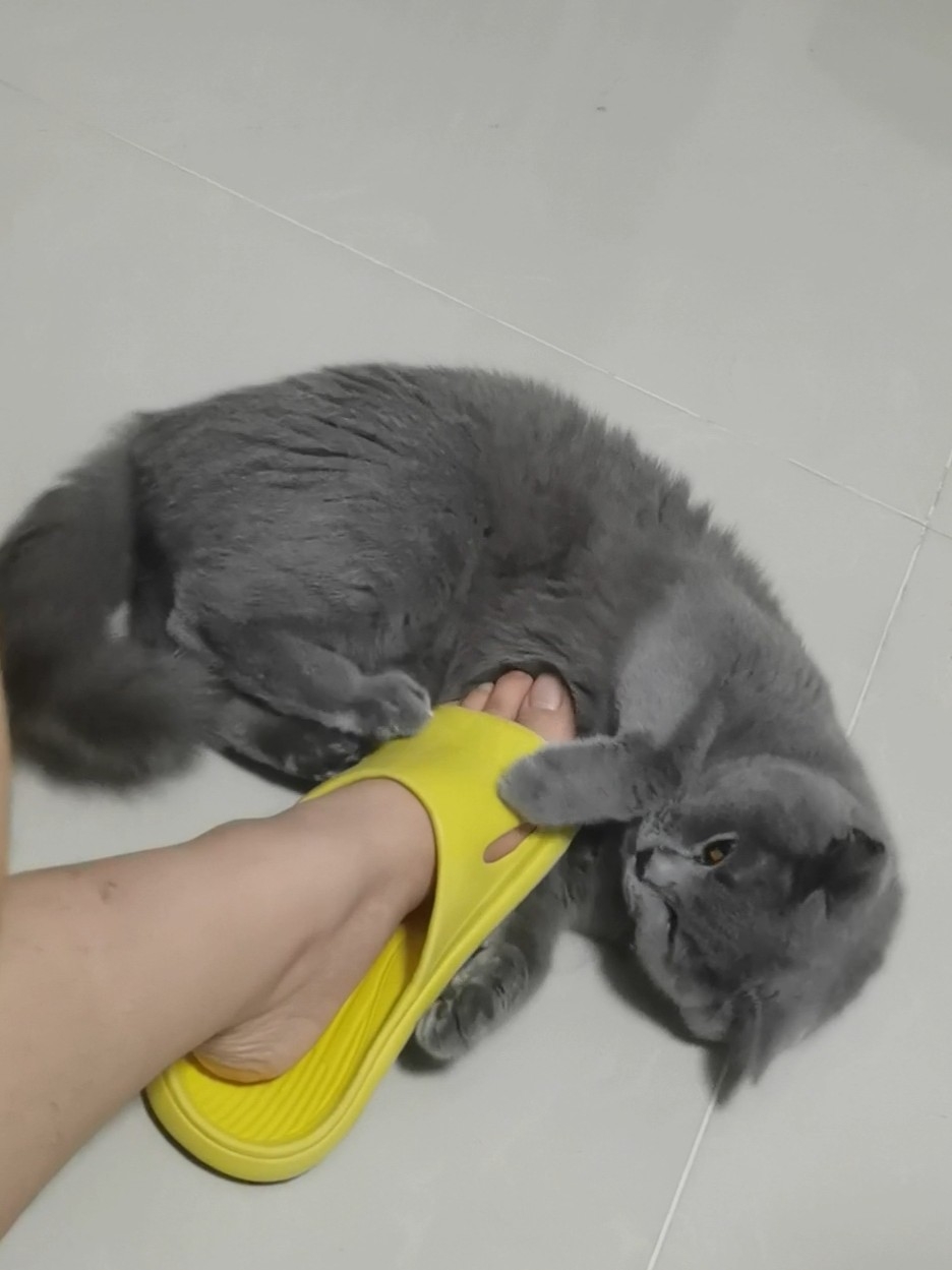 250919妹猪