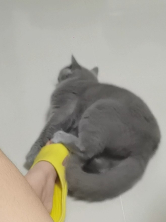 250919妹猪