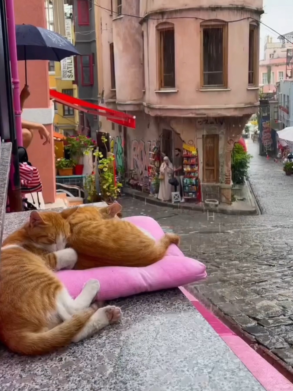 伊斯坦布尔的雨夜和猫咪
