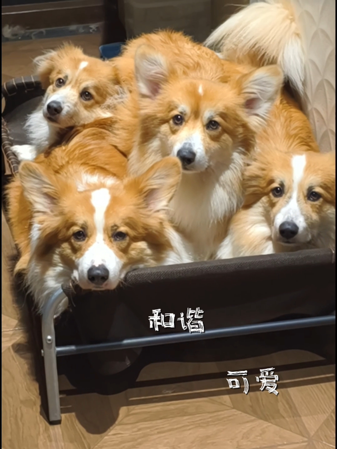 有牢固的床吗‼️😅