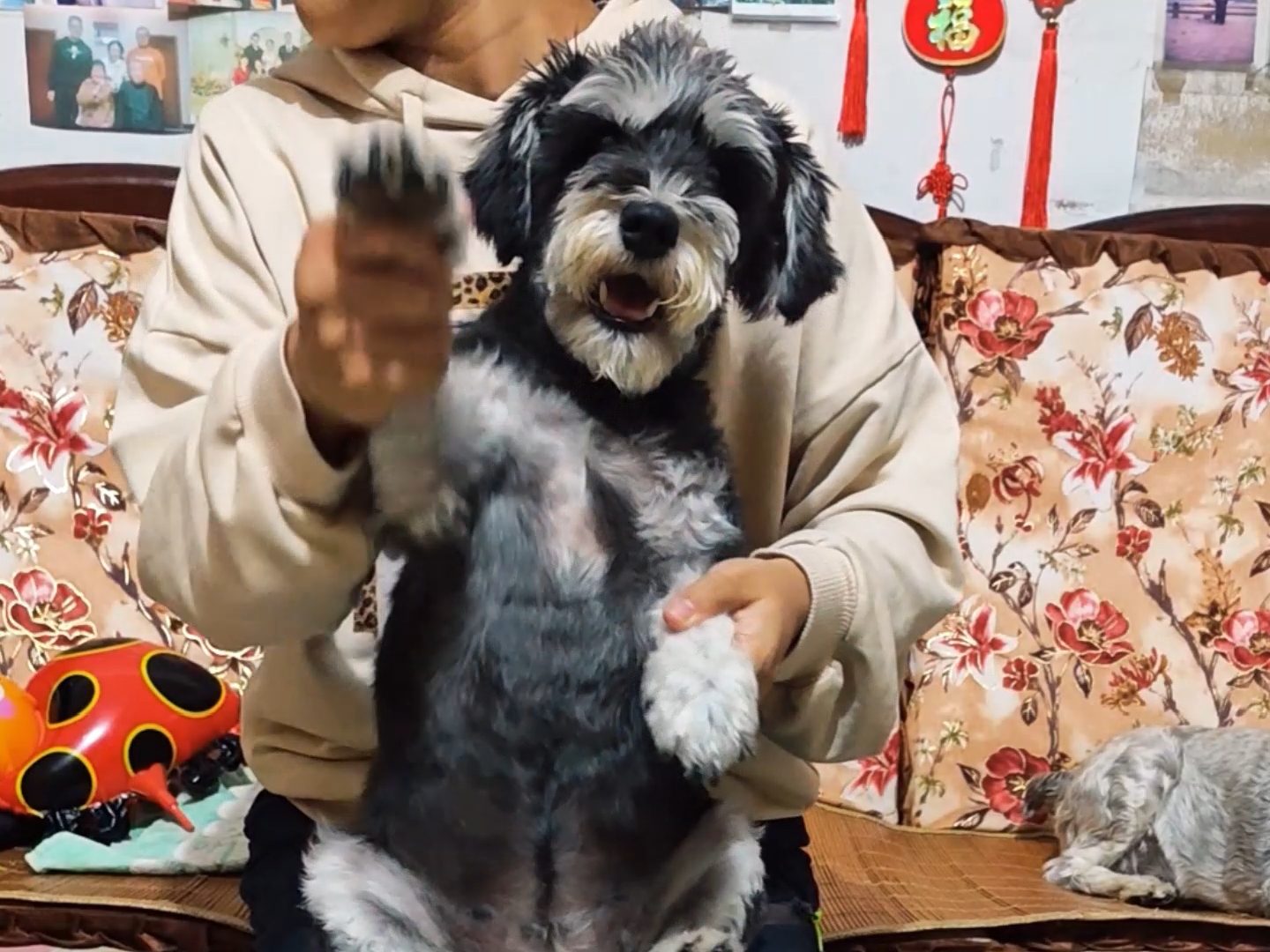 这位小狗也来跳舞哟