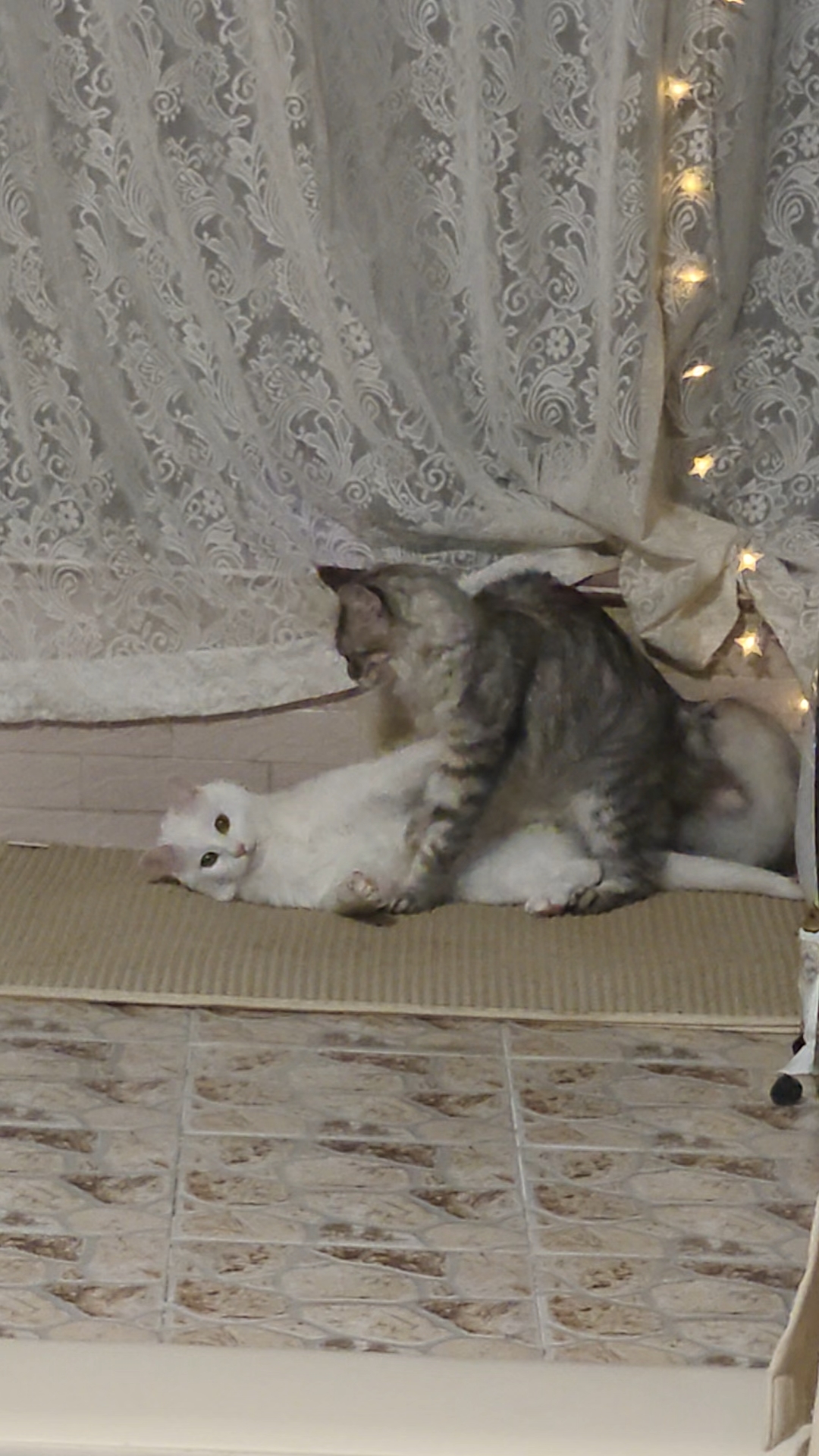 小猫打架