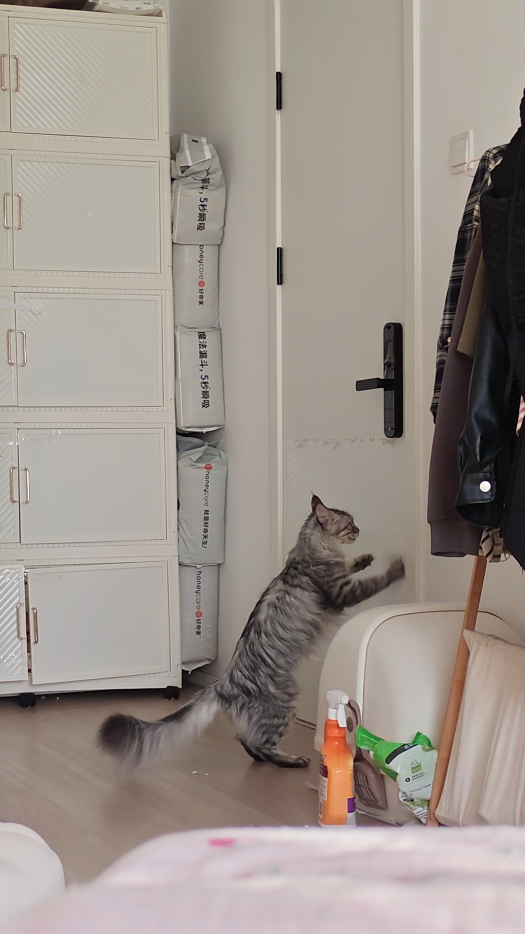 小猫挠门