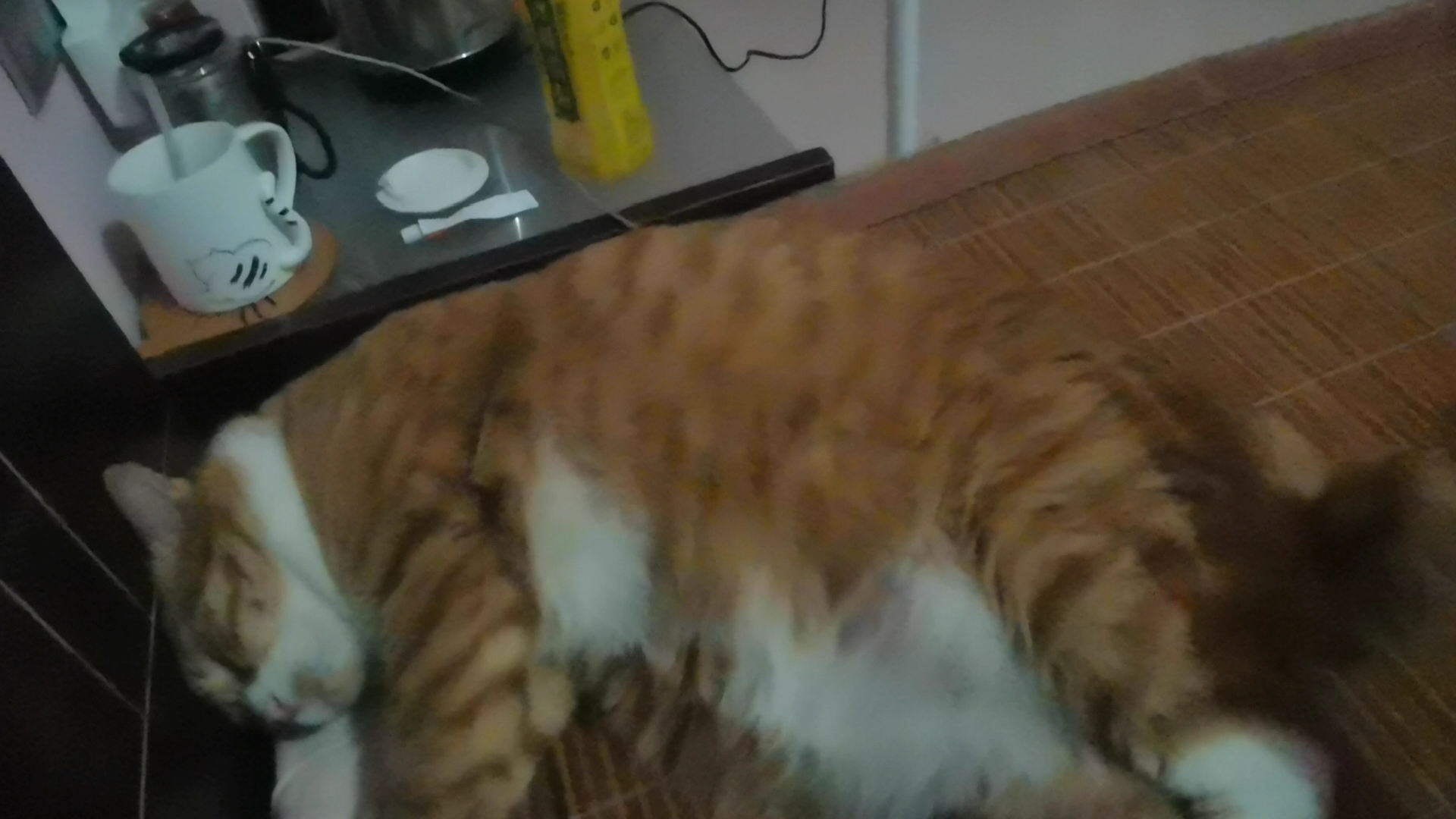 猪咪