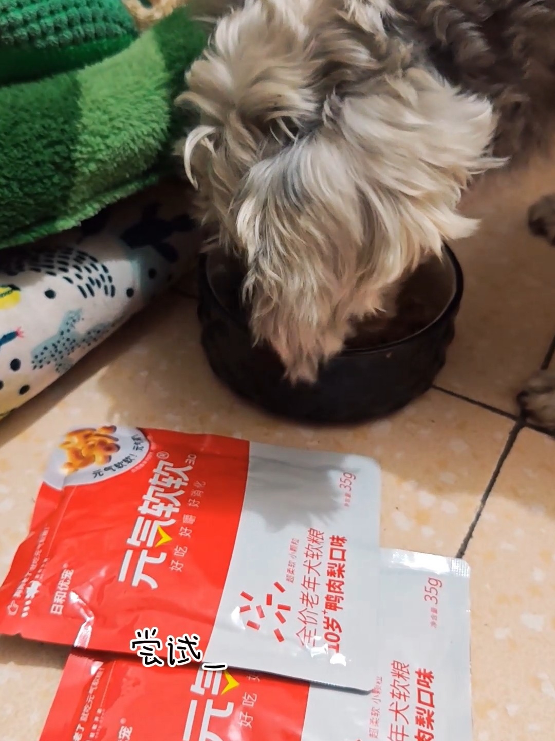 老年狗子