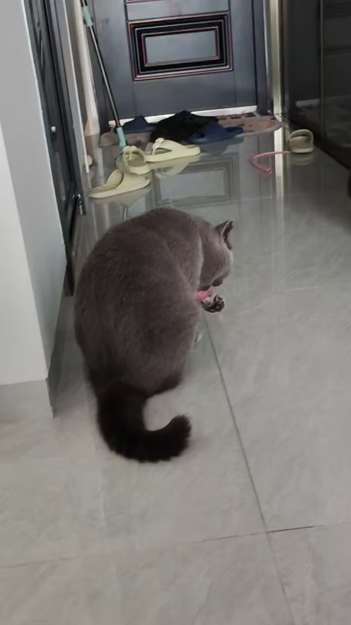 猫猫日记