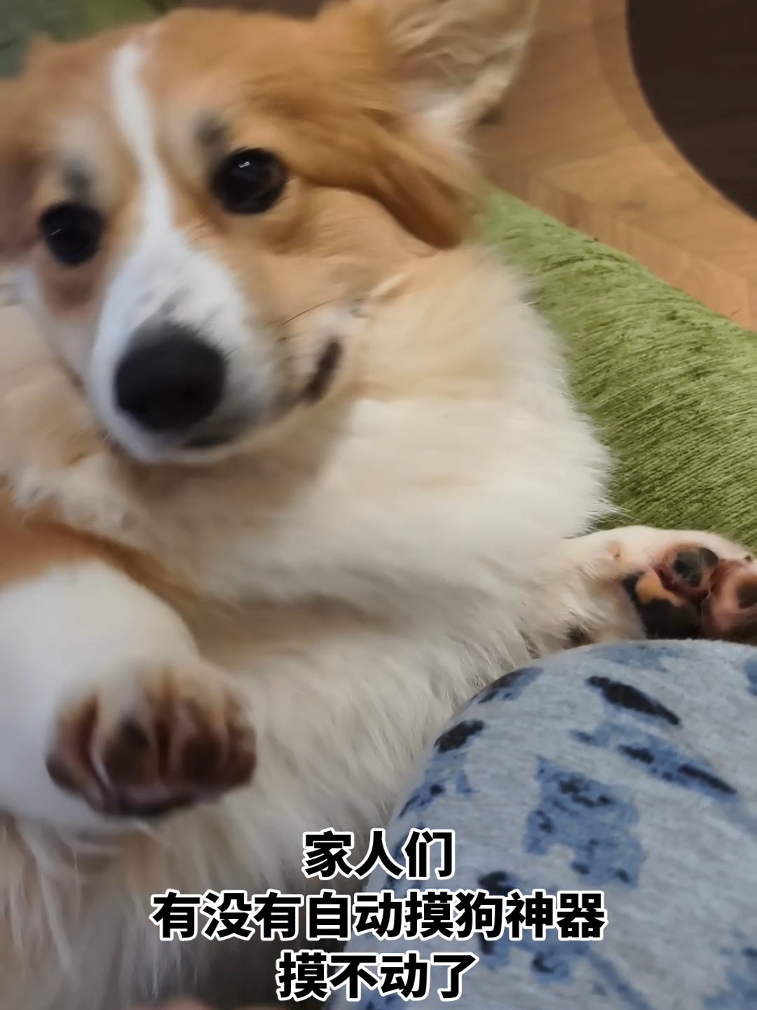 求摸摸小狗🐶