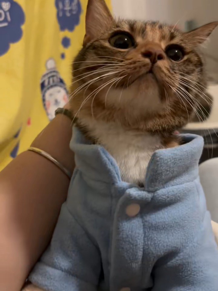 是谁家的小猫咪这么可爱14