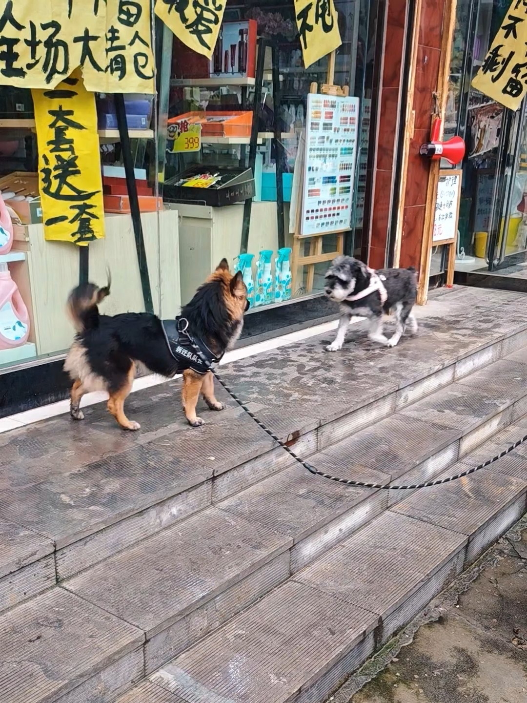 雨天，关于小狗的一场邂逅