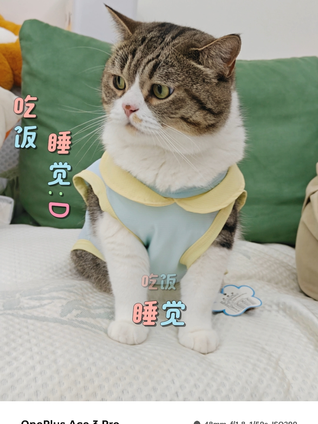 15胖子猫自我介绍