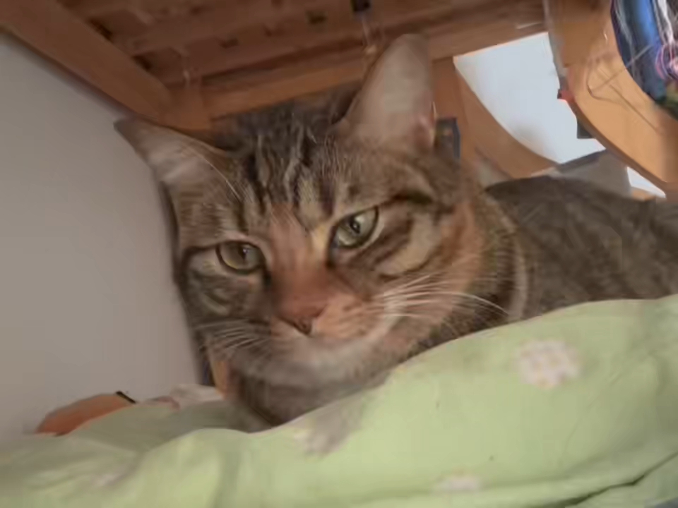 是谁家的胖猫猫呀？16
