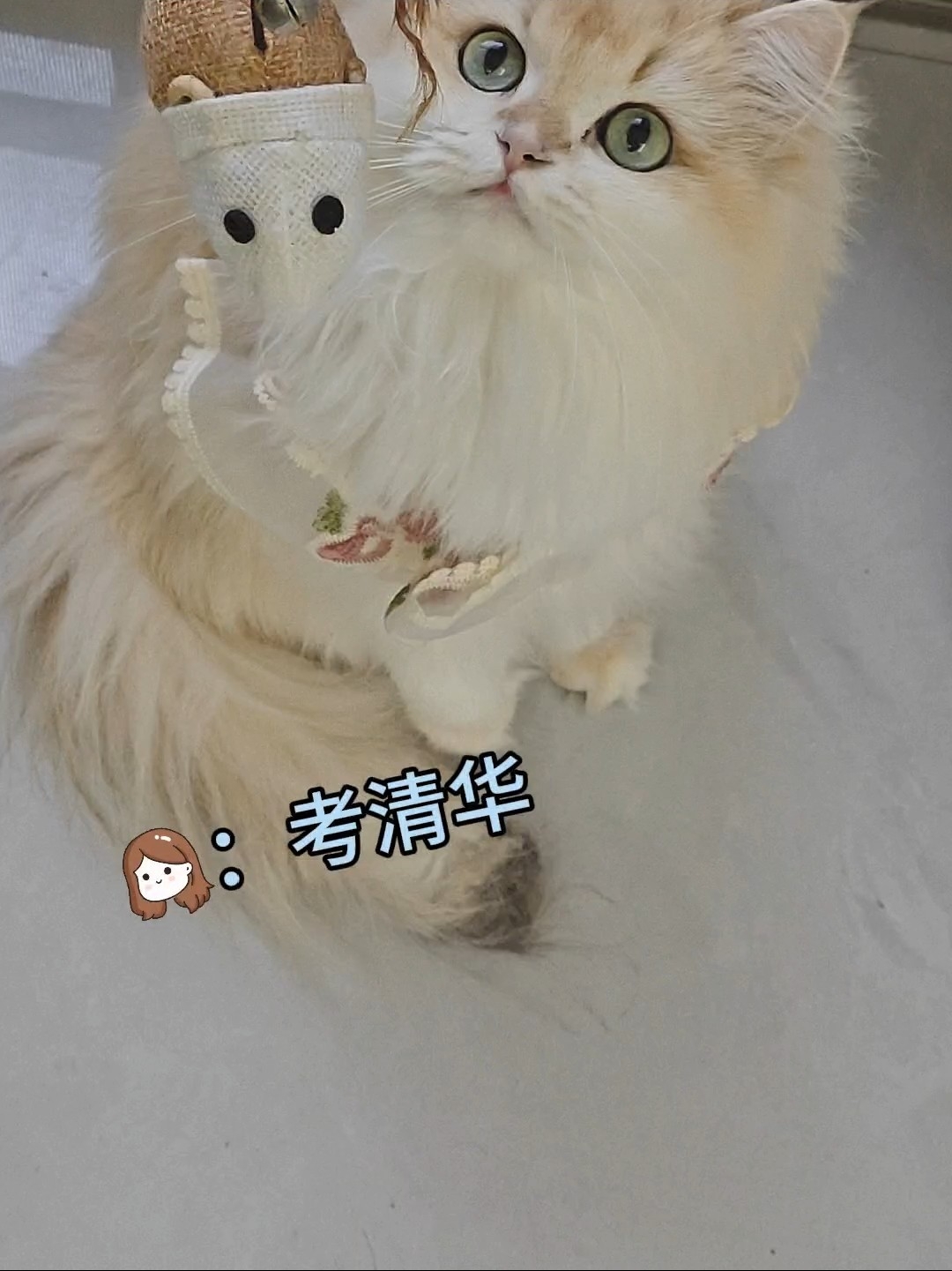 我家猫猫说要考清华