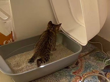 是我的小猫20