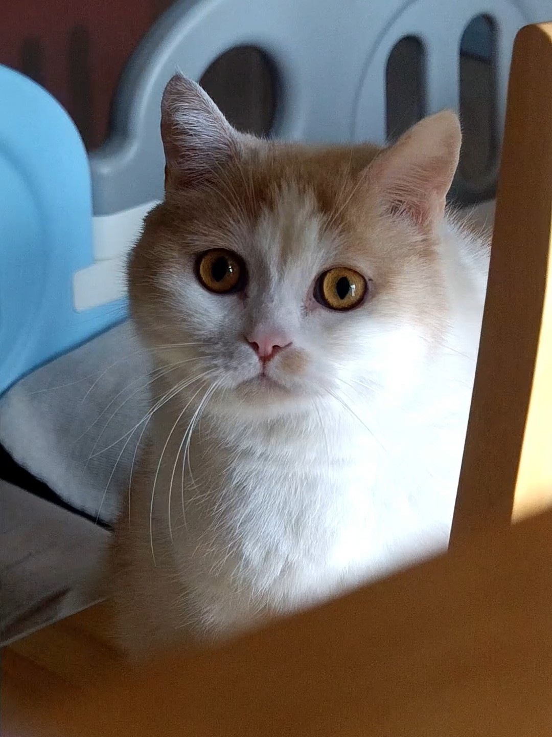 猫咪永远天颜，总是这么的好看
