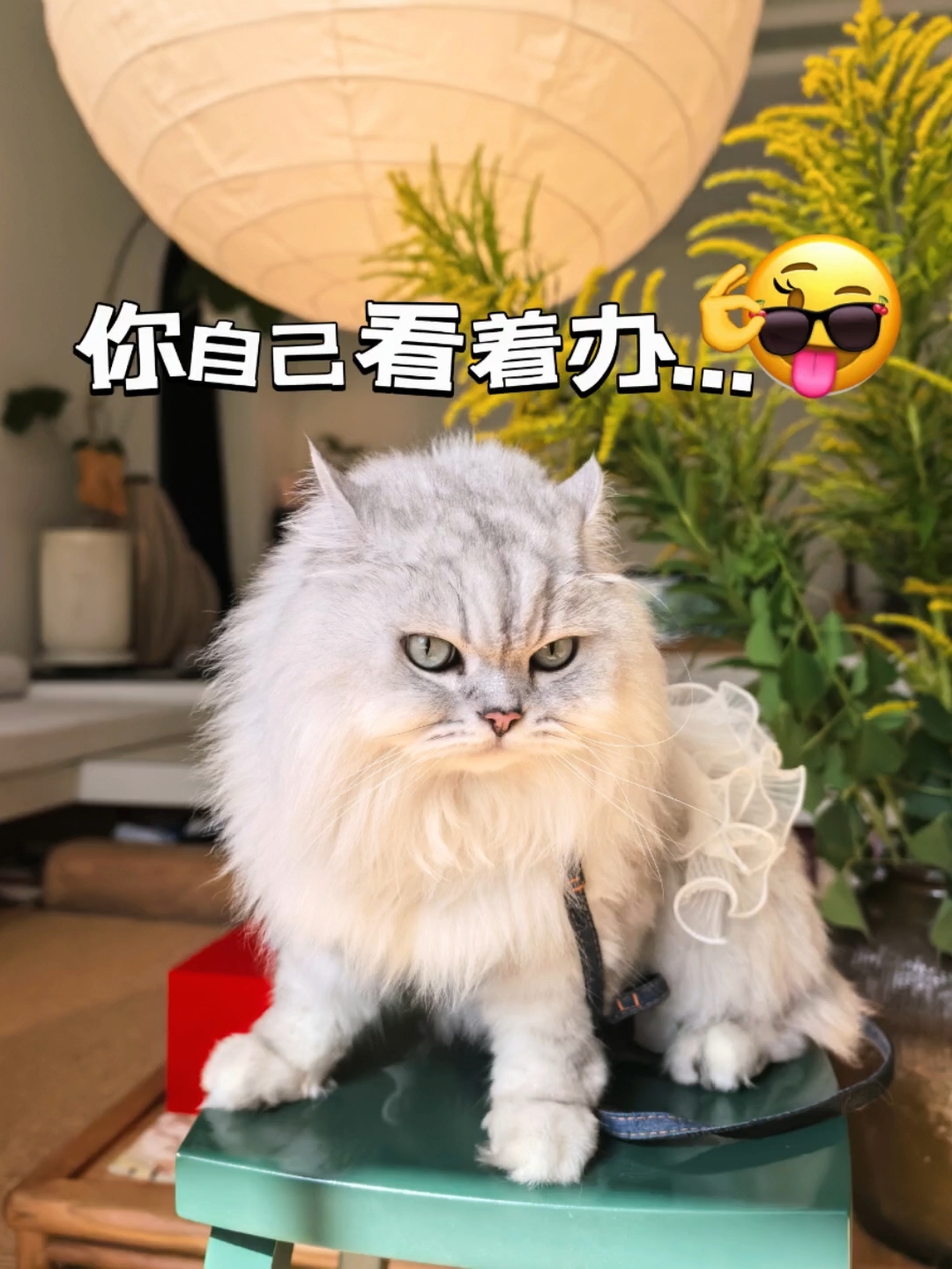 奉贤民宿拍写真
