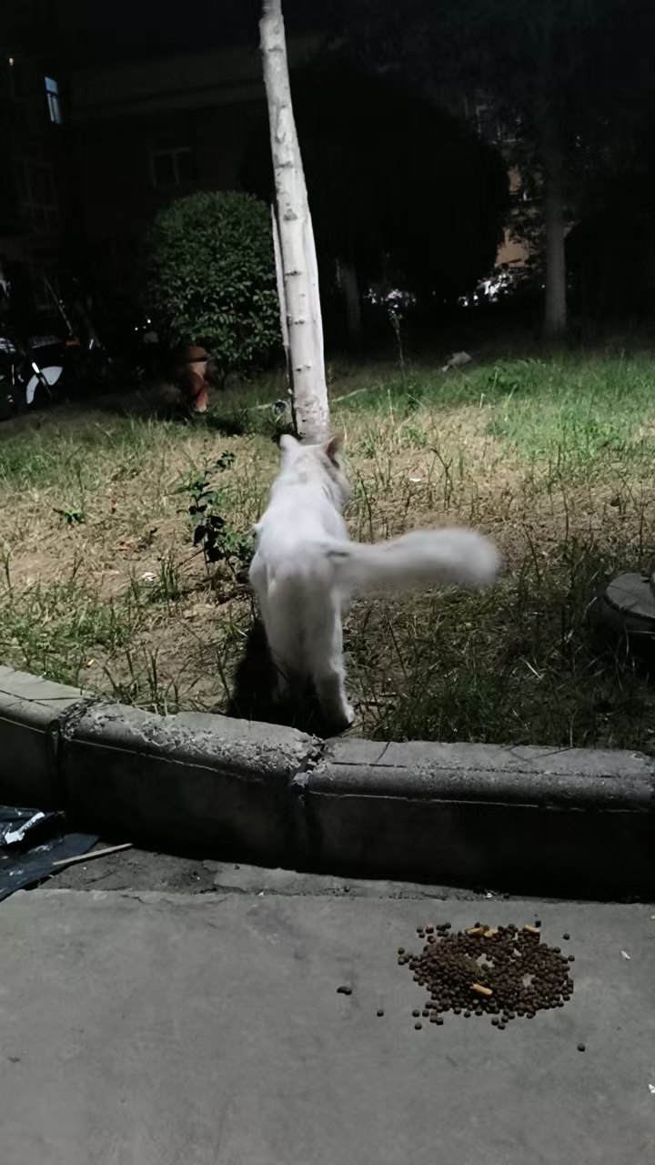 投喂流浪猫