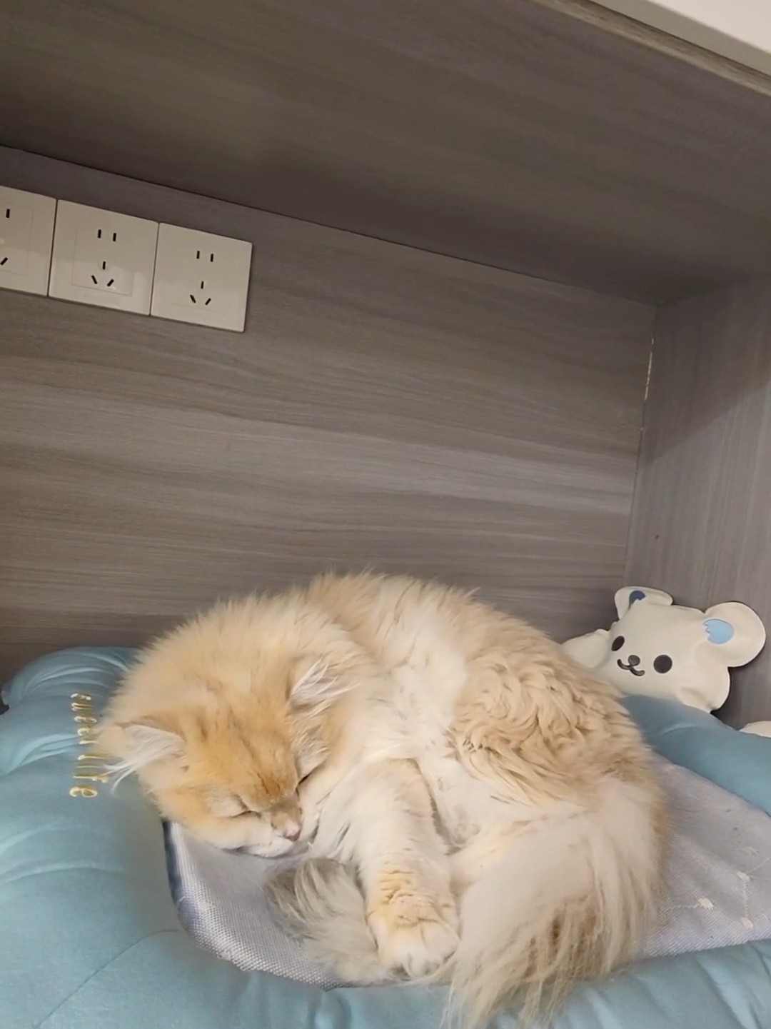 睡着了