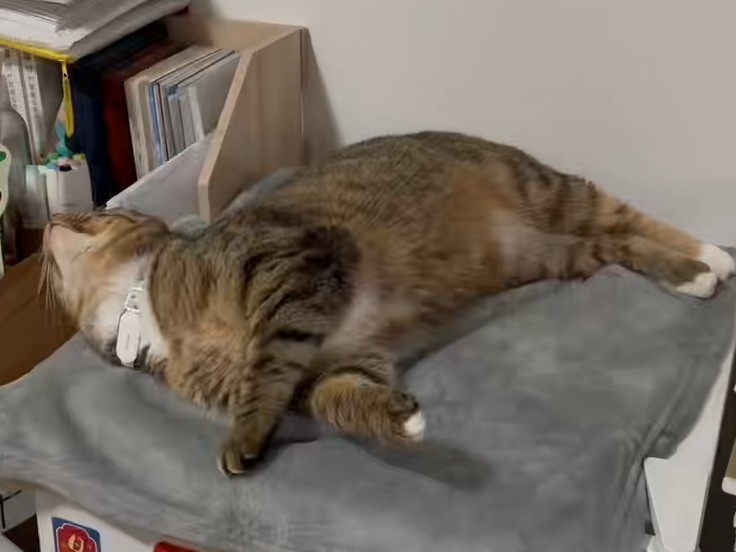 开心小猫23