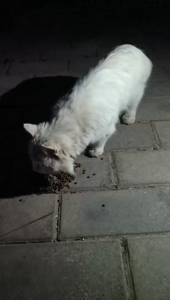投喂流浪猫